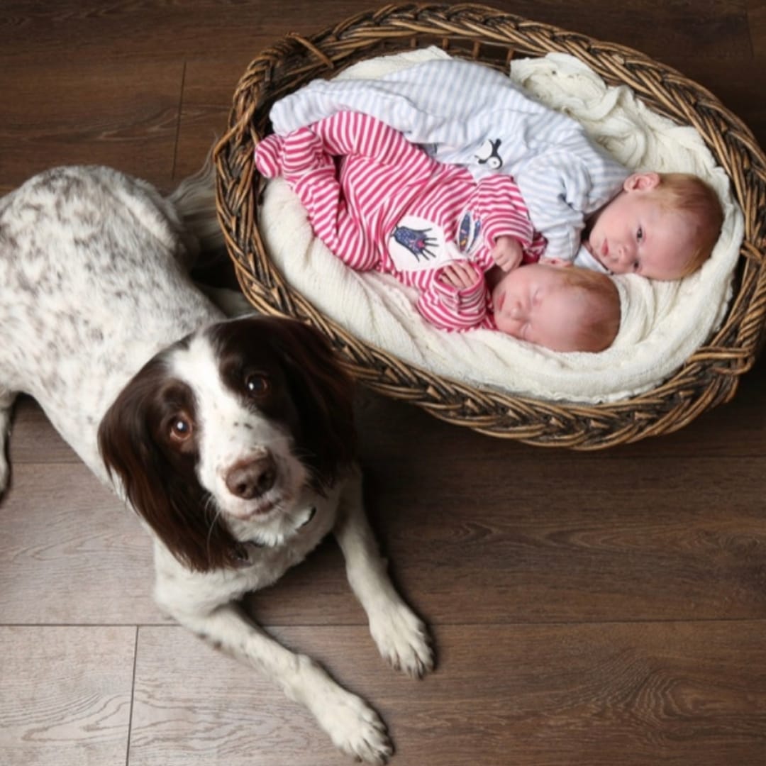 Springer Spaniel guarding two sleeping babies in a wicker basket.
