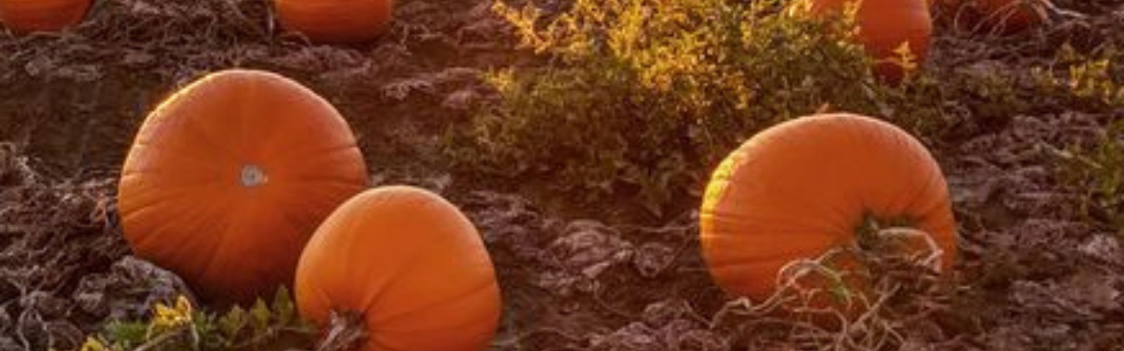 Vibrant orange pumpkins in a field, ready for Halloween picking.